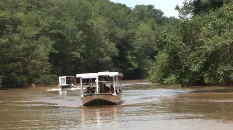 Boat In jungle river Stock Footage 52970887