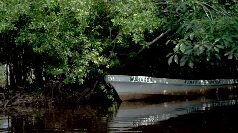 Boat in the lagoon with mangrove. La ventanilla Ecotourism Center Stock Footage