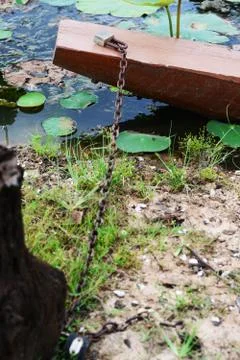 Boat locked with dead tree Stock Photos