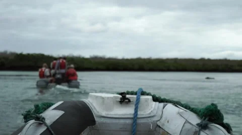 Boat in Mangroves Stock Footage 58353083