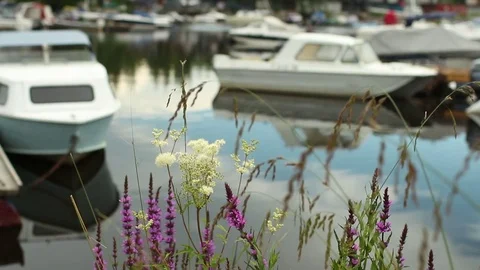 Boat Marina in summer Stock Footage 81633166