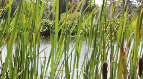 Boat in Marsh Stock Footage 12350840