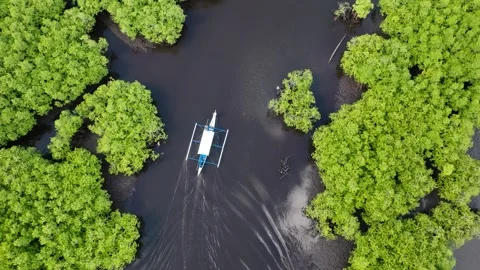 Boat moving between mangroves in tidal channel. Siargao, Philippines. 動画素材 342511476