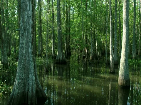 Boat moving slowly thru cypress trees in Louisiana swamp tour scenic wild nature Stock Footage 75077900