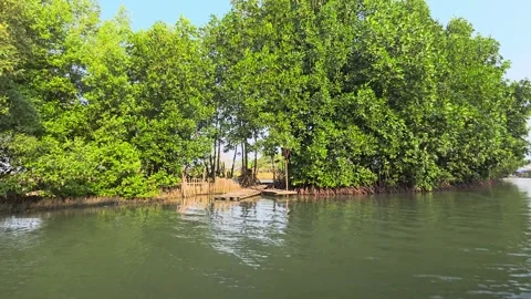 Boat moving through lush green mangrove forest on tranquil river water 库存影片 340441609