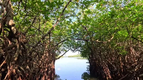 Boat Moving Through Mangrove Forest – Scenic Tropical Wetland Landscape Stock Footage 344707715
