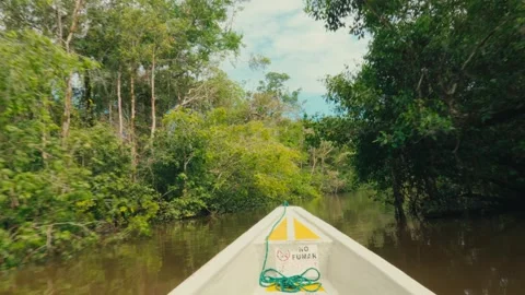 A boat navigates a calm river through dense Amazon rainforest in Ecuador Stock Footage 345641438