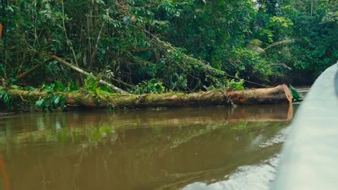 A boat navigates a muddy river through dense Amazon rainforest with a large Video stock 345157983