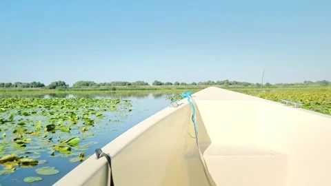 Boat Navigating Lily Fields in the Danube Delta, Romania 스톡 동영상 347920180