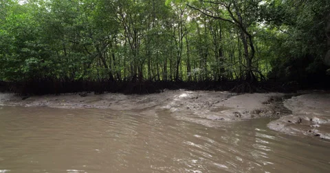 Boat navigating through mangrove forest river and entering a cave Stock Footage 315206206
