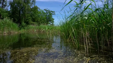 Boat or catamaran float near lake flora reeds. Gimbal movement Stock Footage 157525482