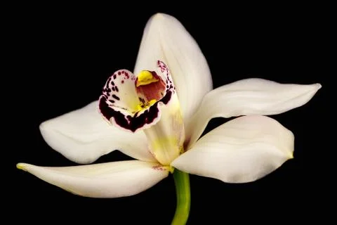 Boat orchid Stock Photos