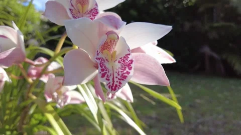 Boat Orchids - With Blue Sky 2 Stock Footage 301770385