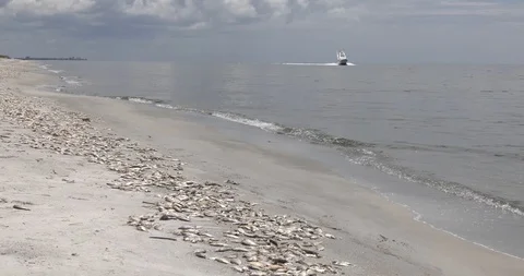 Boat passes by beach littered with dead fish from Red Tide bloom Stock-Footage 94332769