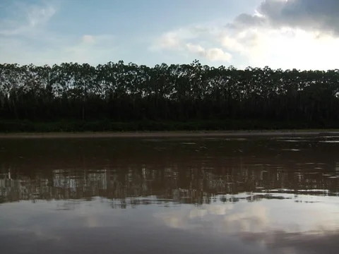 Boat Passing By On River in Amazon Jungle Rainforest Stock Footage 113355683