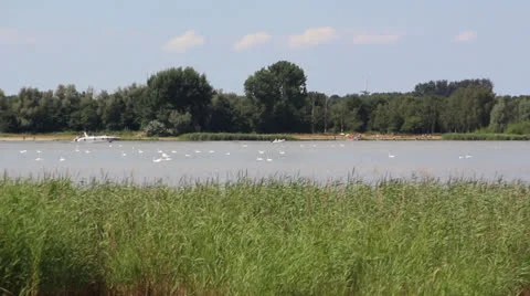 A boat passing swans Stock Footage