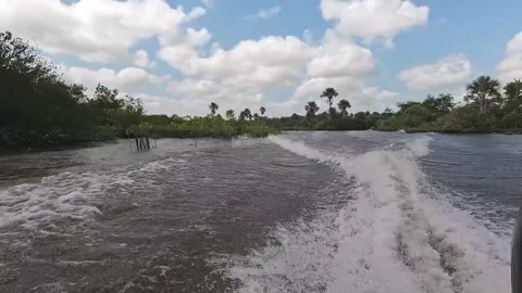 Boat POV Navigate River Through Dense Jungle - Barreirinhas, Brazil Stock Footage 331517419