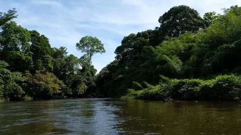 Boat ride in Bornean Rainforest Stock Footage 101600177