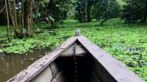 A boat ride through Amazon river, passing green leaves at surface and trees Vídeo Stock 105086441