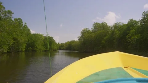 Boat Ride Through Mangrove Lined Lagoon Vídeo Stock 331064123