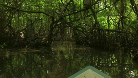 Boat Ride Thru The Mangroves River Stock Footage 248788349