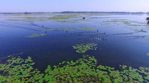 Boat rides on the river and scared a flock of wild ducks Stock Footage 67367641