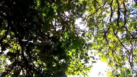 Boat on river 動画素材 102888105