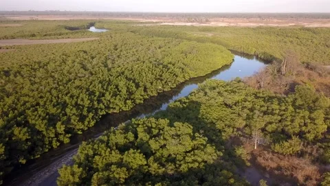 Boat on river with mangrove trees and birds, following from side and ascending Video stock 208936896