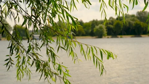 The boat is sailing on the river. Elective focus. Stock Footage 293803018