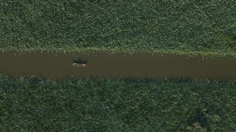 The boat sails through the lotus fields Stock Footage 222774717