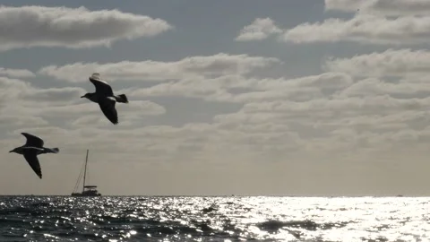 Boat Seagulls Passing Stock Footage 200823769