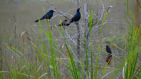 BOAT TAILED GRACKLE PERCHING ON BARE TREE Stock Footage 230276274