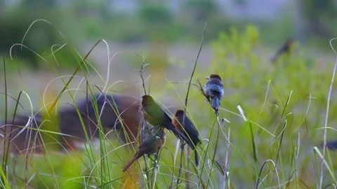 BOAT TAILED GRACKLE PULLING FOCUS Video stock 230271688