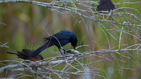 BOAT TAILED GRACKLES EATING FISH Stock Footage 230270800