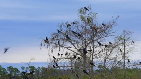 BOAT TAILED GRACKLES PERCHING ON TREES Stock Footage 230290202