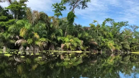 Boat tour at river going through jungle of Tortuguero National park in Costa Stock Footage 171540648