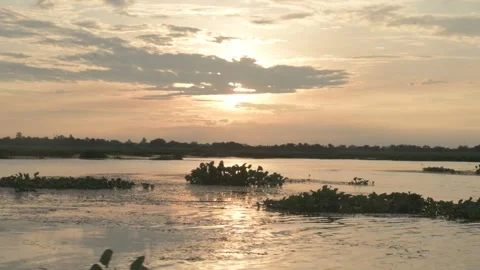 Boat Tracking Shot Across Calm Wetland Water at Golden Sunset Stock Footage 346375109