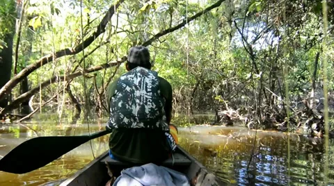 Boat trip on the amazonas, Howler monkey Stock Footage 32419649