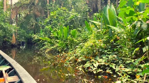 Boat trip inside Peruvian Amazon rain forest. Stock Footage 105408758