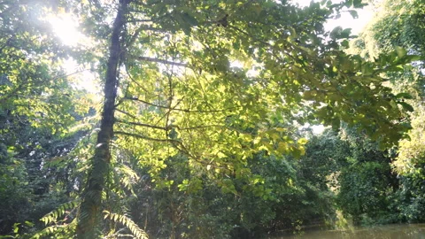 Boat trip in the rainforest Stock Footage 156408710