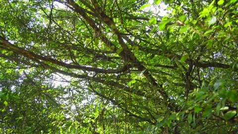 Boat trip in the rainforest Stock Footage 156408738