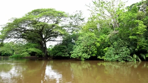 Boat trip on the river Cano Negro Stock-Footage 156861229