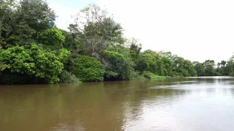Boat trip on the river Cano Negro 動画素材 156861277