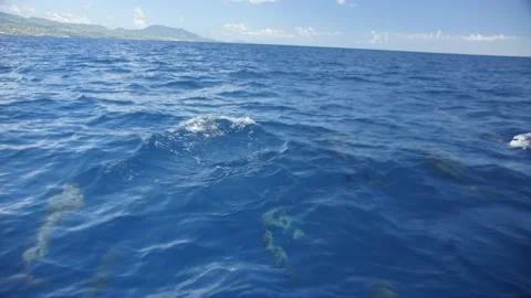 Boat View of Dolphins Swimming Stock Footage 209307035