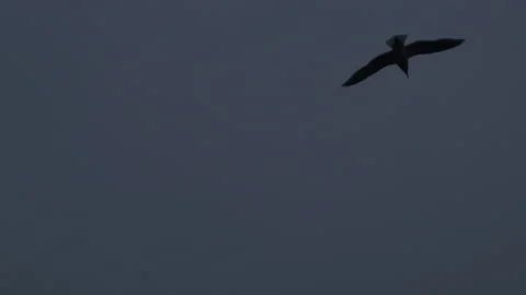 Boating behind a soaring gull. Видео 142200670