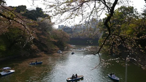Boating on chidorigafuchi moat in spring in cherry flowers Stock Footage 100365683