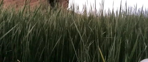 Boating on Lake Havasu in Fall Video stock 147759949