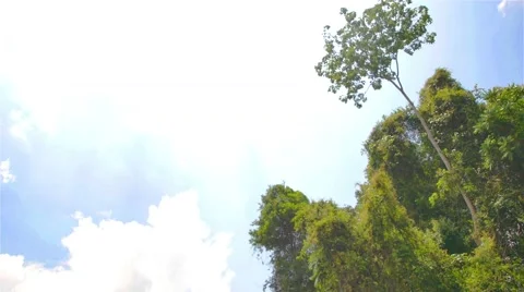 Boating Nature in tropical forests. Stock Footage 50236560