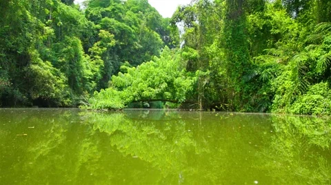 Boating Nature in tropical forests. Vídeo Stock 50237028