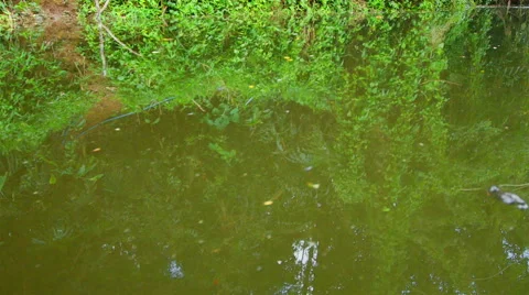 Boating Nature in tropical forests. Stock-Footage 50288992